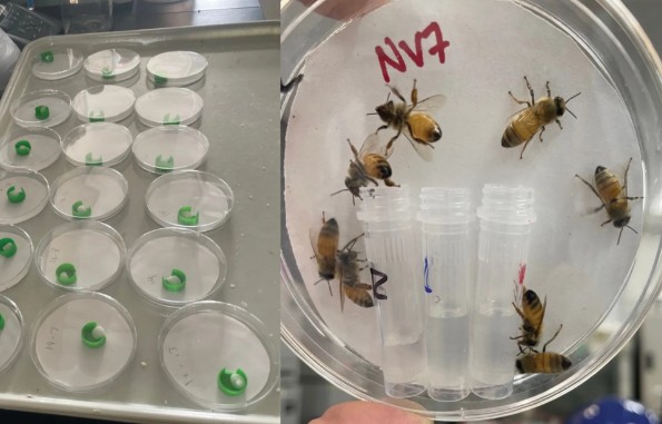 Entomological Research Sub Station Multan