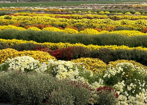Floriculture Research Institute