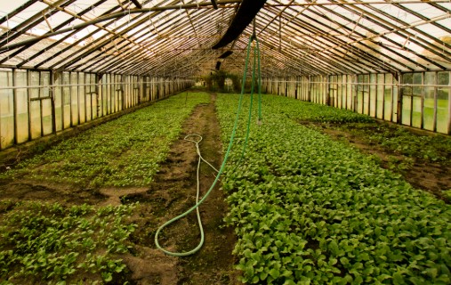 Horticulture Research Institute