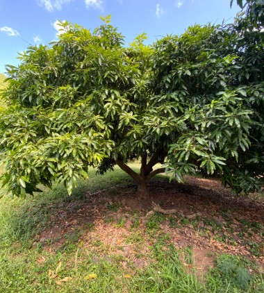 Mango research institute